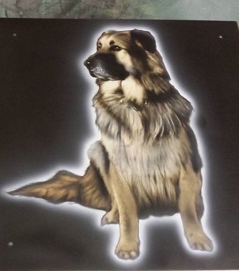 Portrait of a dog with long hair